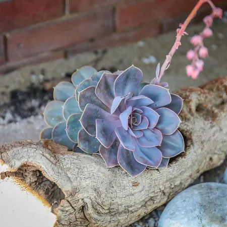 Georgia Villa Skiathos Town